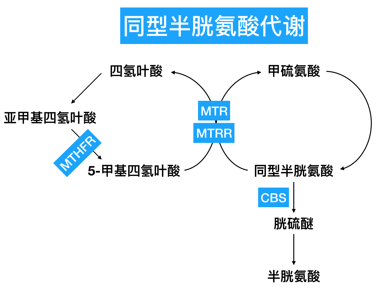 叶酸与同型半胱氨酸反应,生成甲硫氨酸,四氢叶酸,该反应消耗了循环