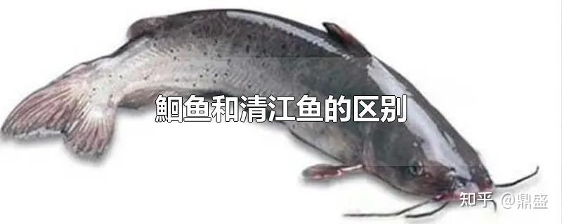 清江鱼梭边鱼鲶鱼求区分