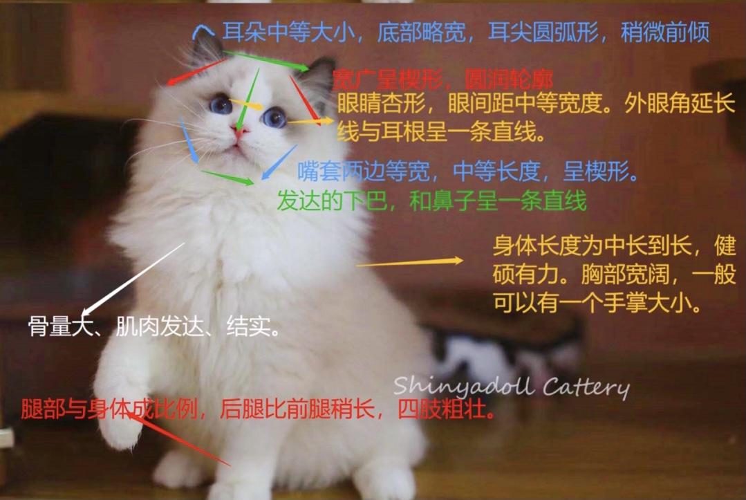 干货布偶猫品相水太深防止踩雷布偶品相鉴定篇建议收藏