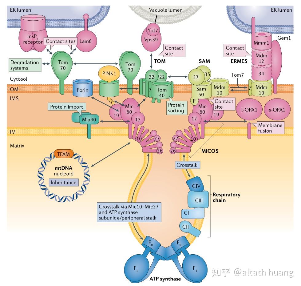 线粒体嵴间腔和嵴内腔有什么区别?要怎么区分 知乎