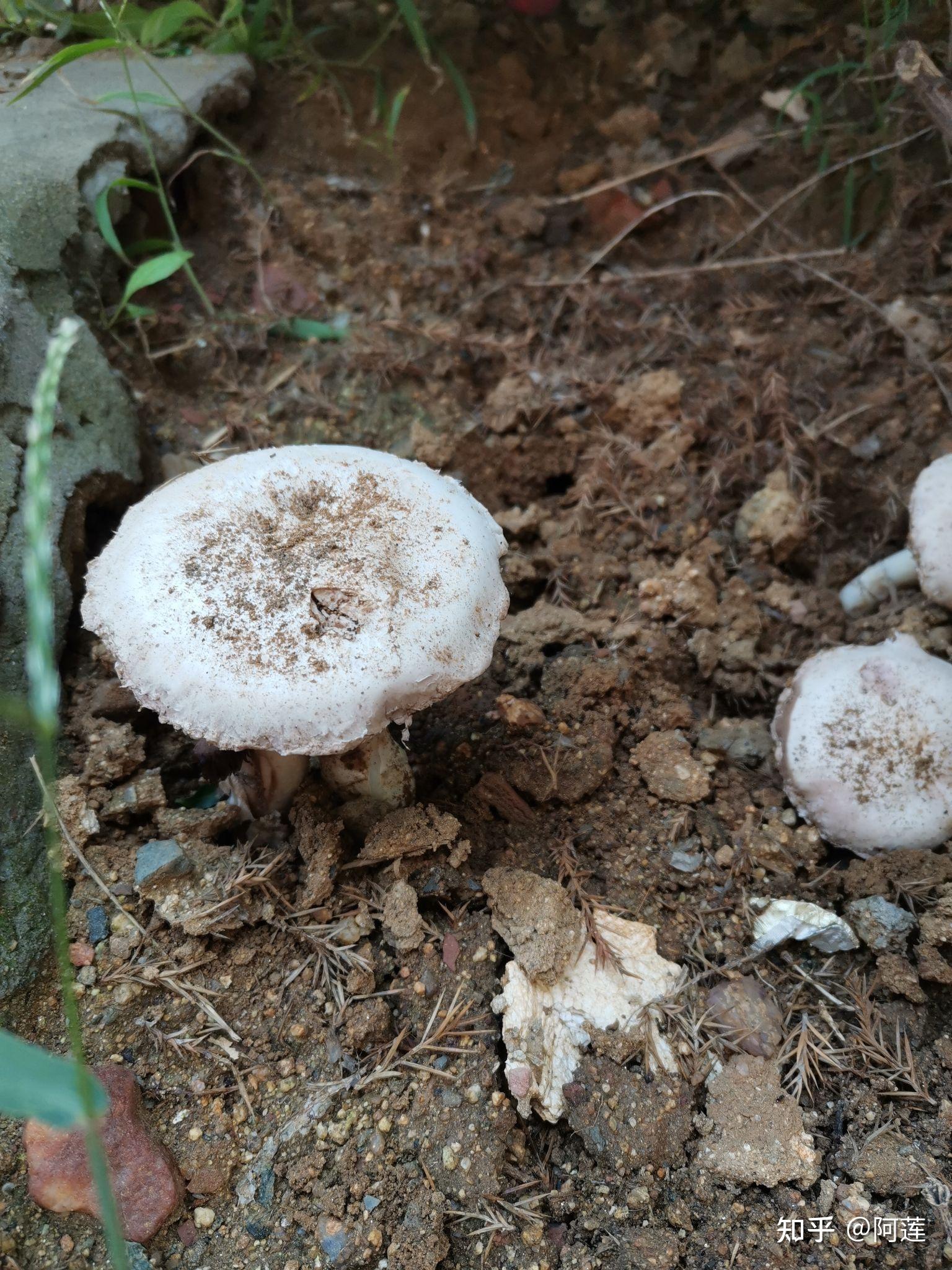 常见毒蘑菇有哪些?红伞伞,白杆杆的都不能吃吗?