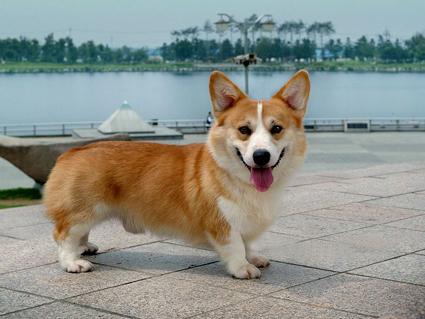 在北京纯种柯基犬什么价