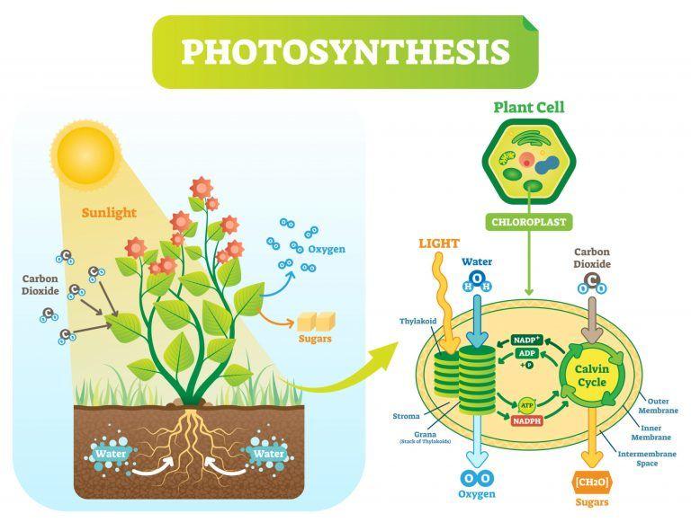 每日一词光合作用photosynthesis