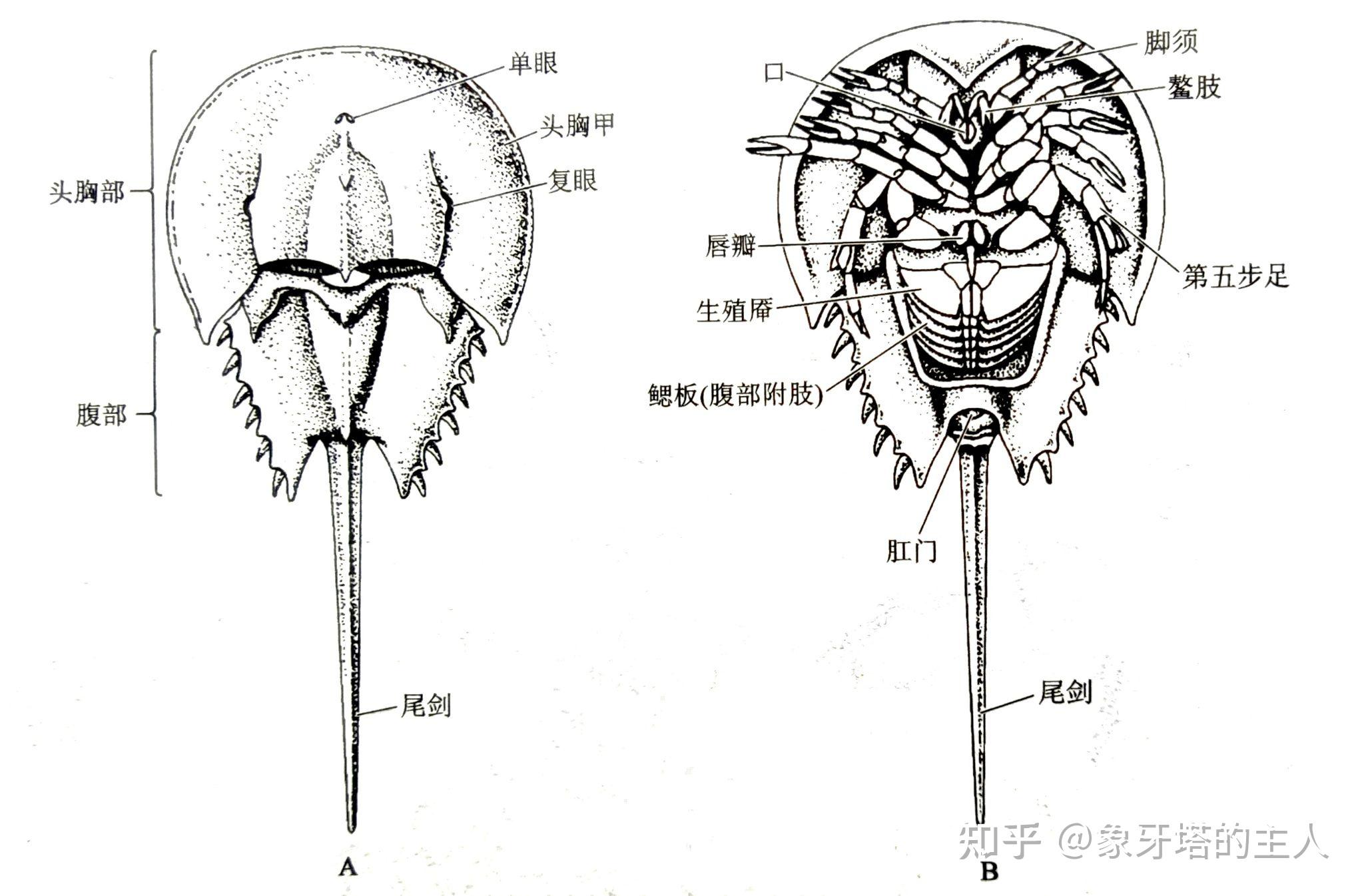 鳃和书鳃肺和书肺有什么区别