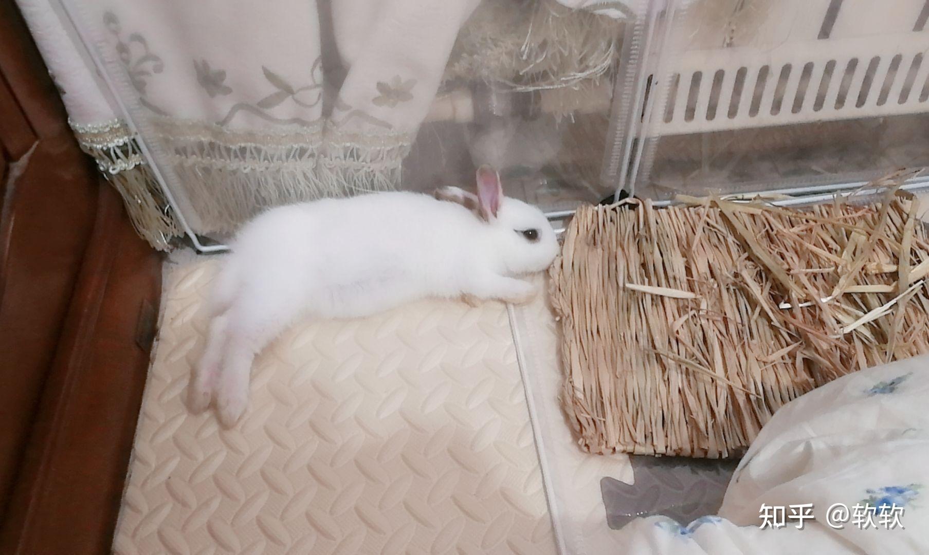 如果人类能和兔子交流你会对你养的小兔子说什么