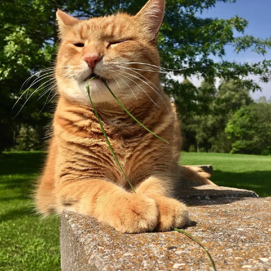 关于猫咪吃草的原因和注意事项,这五个知识点需要铲屎
