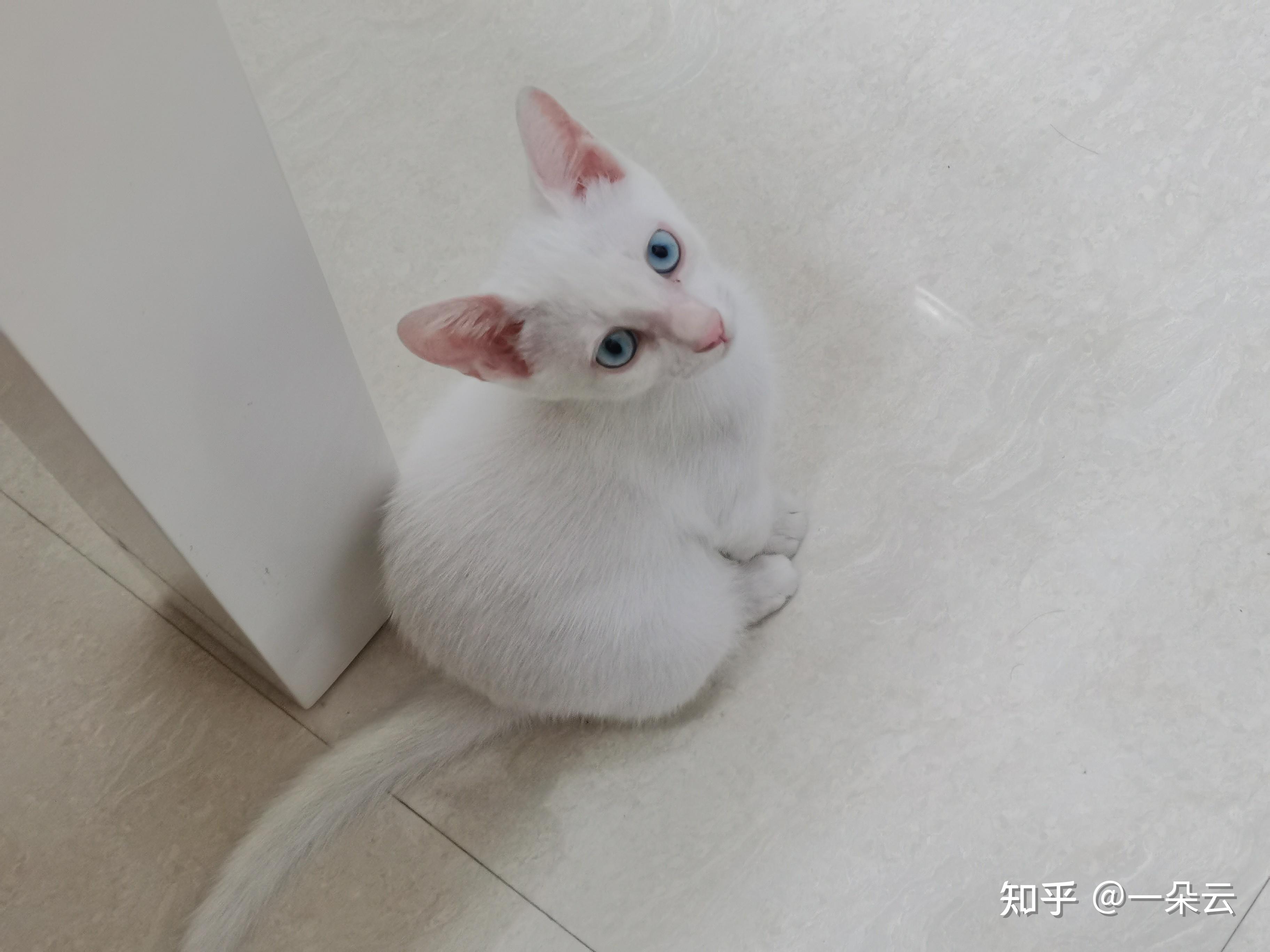 请问我这只猫咪是蓝眼还是蓝膜没退完