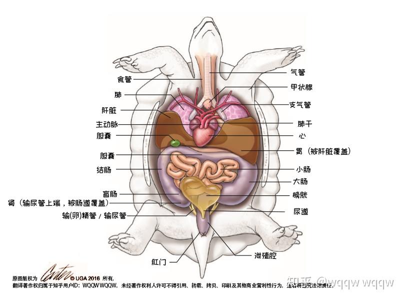 如何解剖乌龟