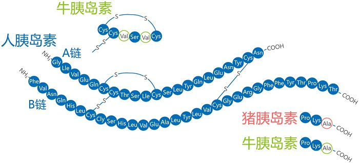 牛胰岛素里面的cly是什么氨基酸