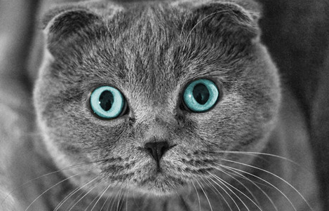 专业人士对"猫脸老太太"灵异事件的剖析