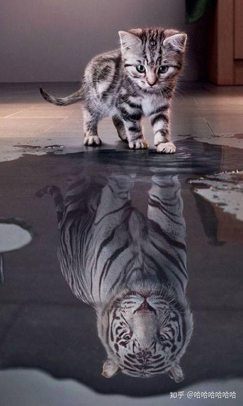 我想找那张一只猫水下倒影是一只老虎的图片请问谁有啊