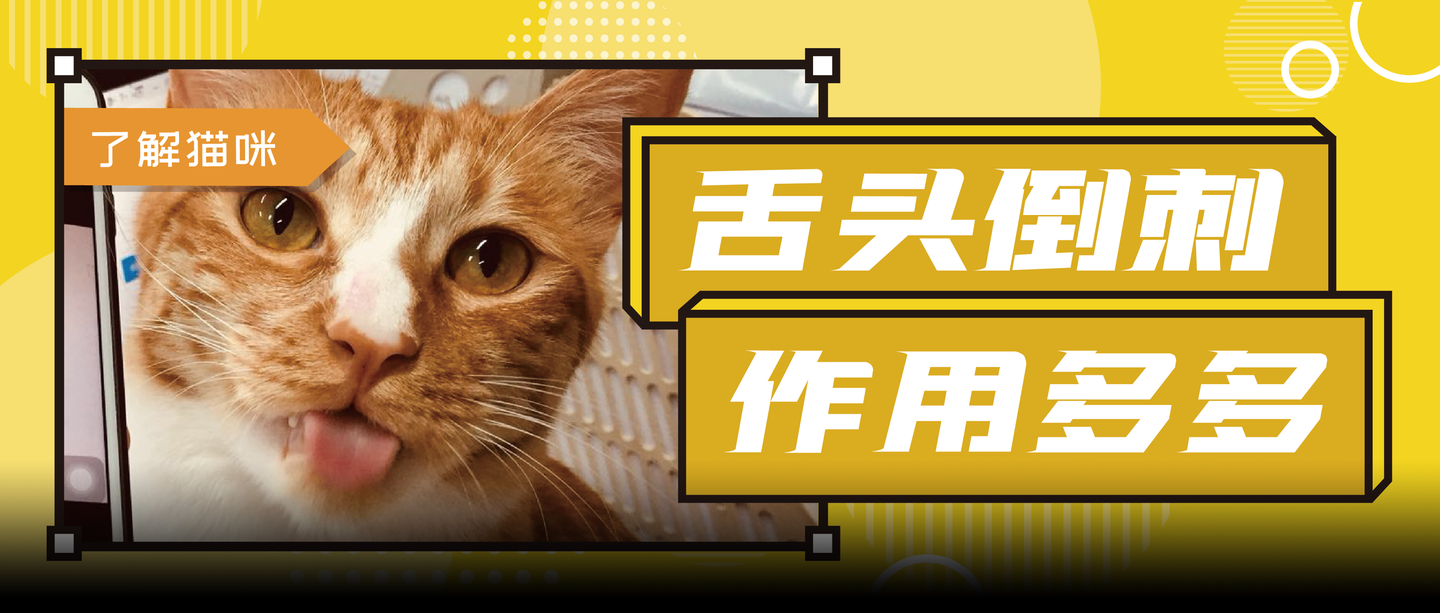 猫咪舌头上的"倒刺"其实是吸管?