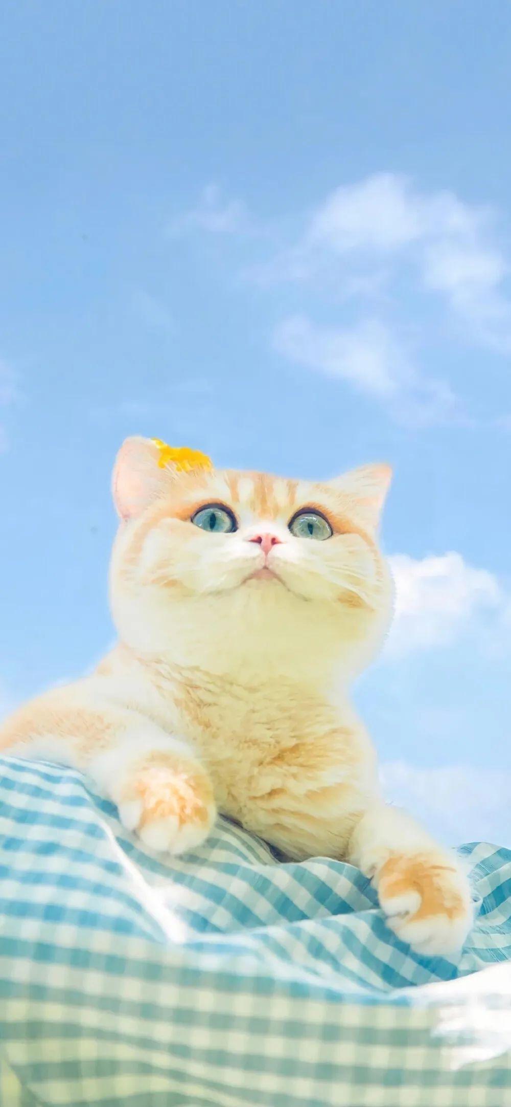 有哪些好看的猫咪壁纸或头像