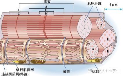 为什么说是只有动作电位传到肌纤维内部才能引起肌肉收缩请问这道题和