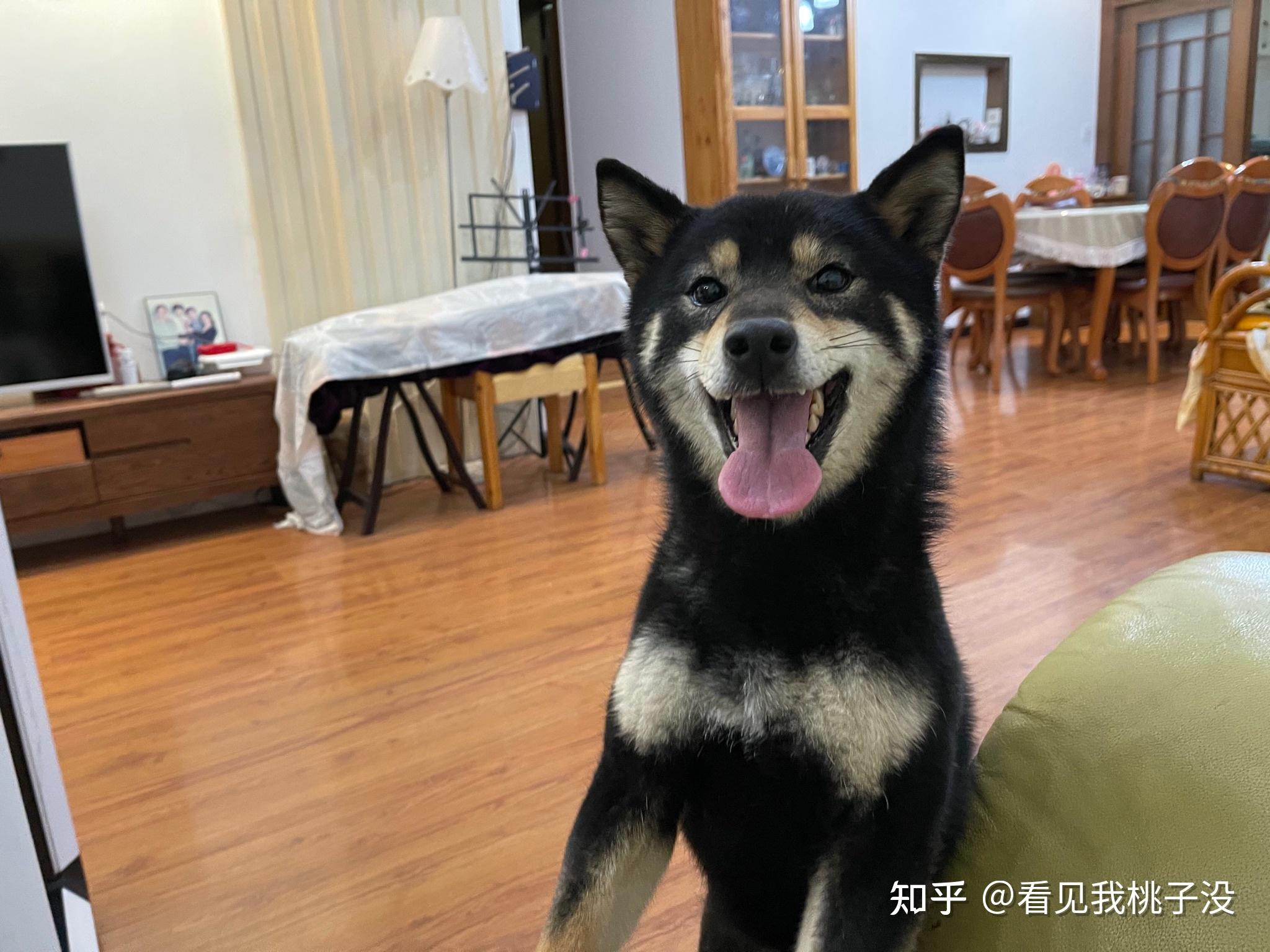 我这是四目犬还是黑柴 知乎