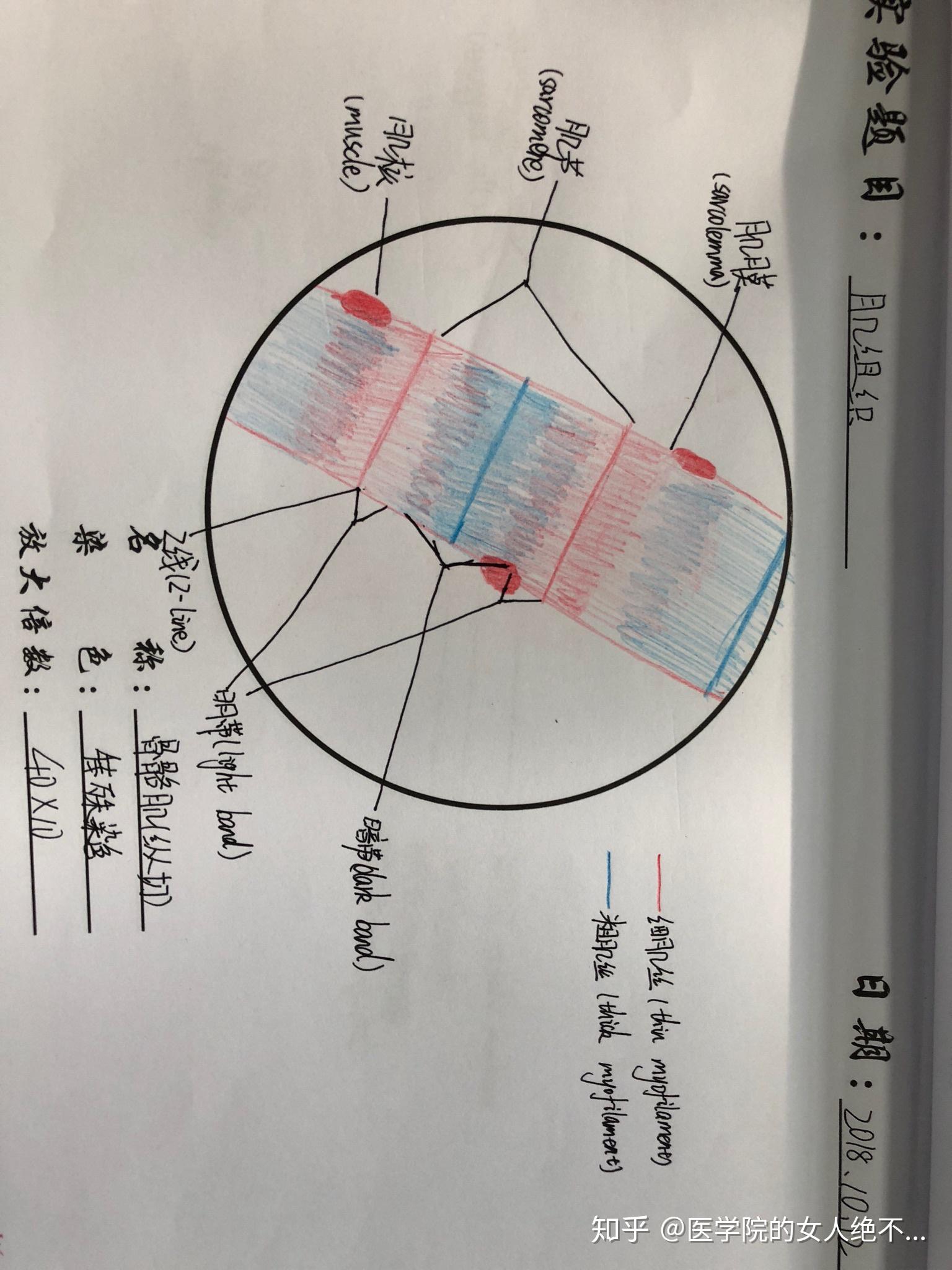 请问骨骼肌和平滑肌红蓝铅笔手绘图怎样画