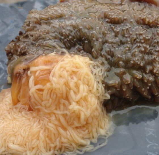 海参肠和海参筋怎样区分