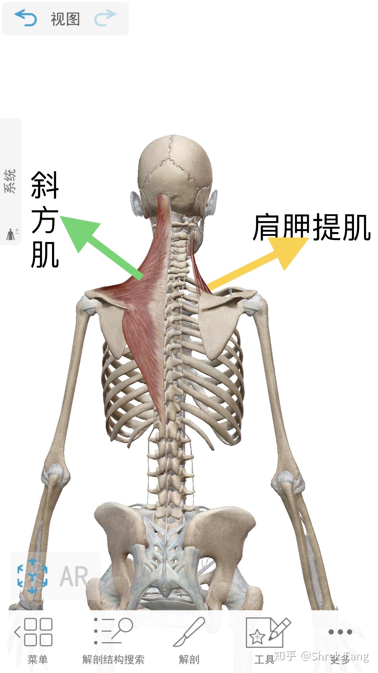 肩膀后背骨头凸起来是怎么回事