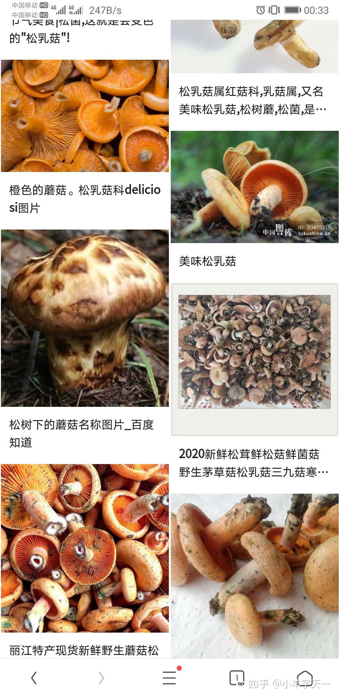 请问这种蘑菇有没有毒