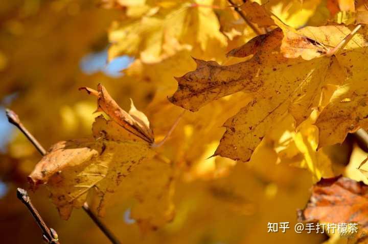可以分享一些秋天的温柔文案吗