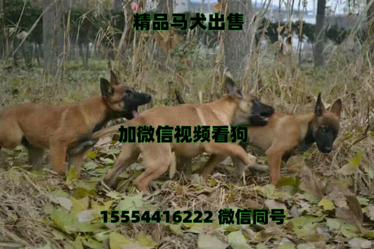 血统马犬价格,马犬幼犬哪里有卖的