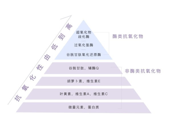 抗氧化对人体有作用么抗氧化酶能起到抗氧化的作用么