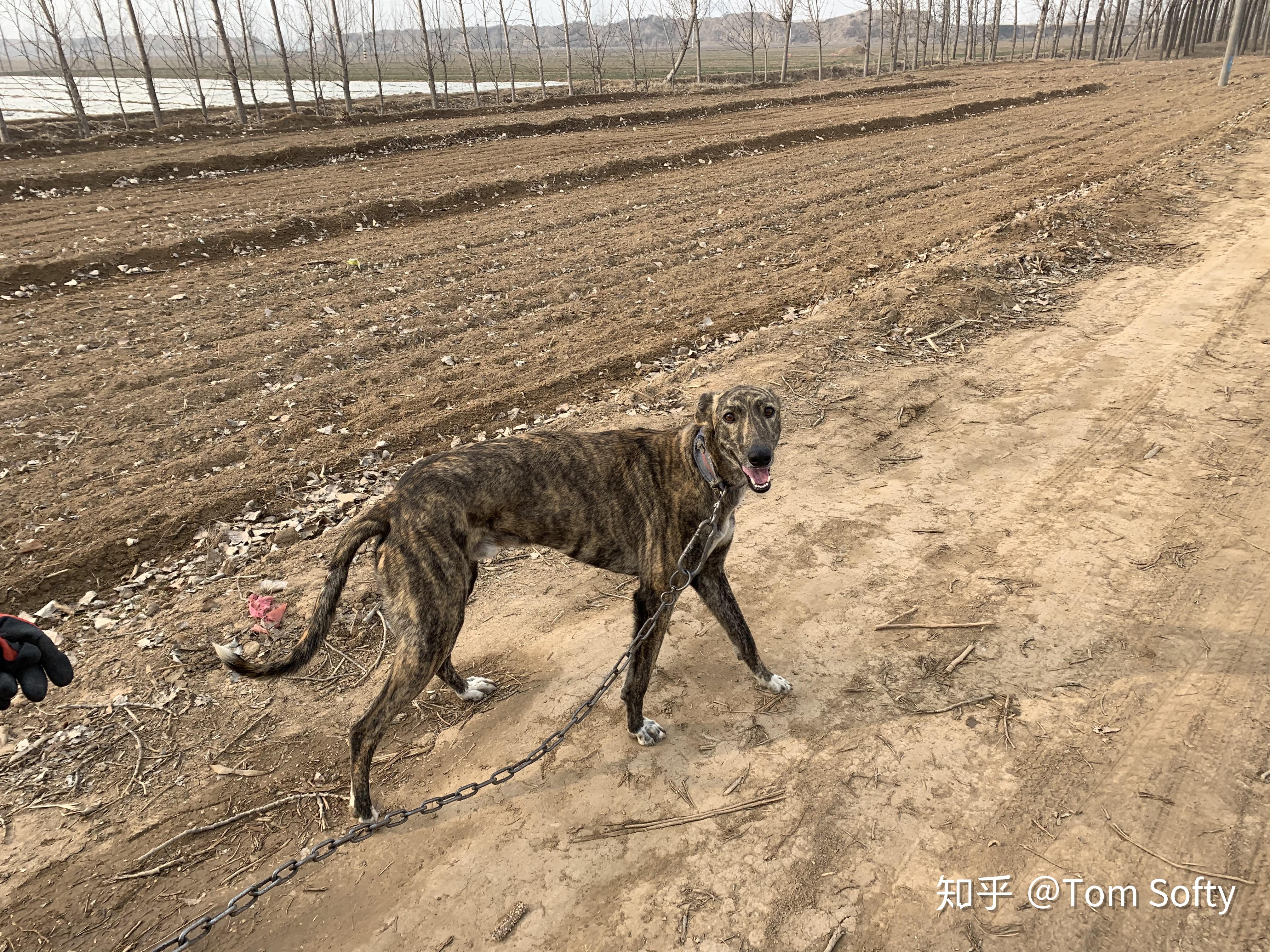 为何国内没什么人养细犬当宠物