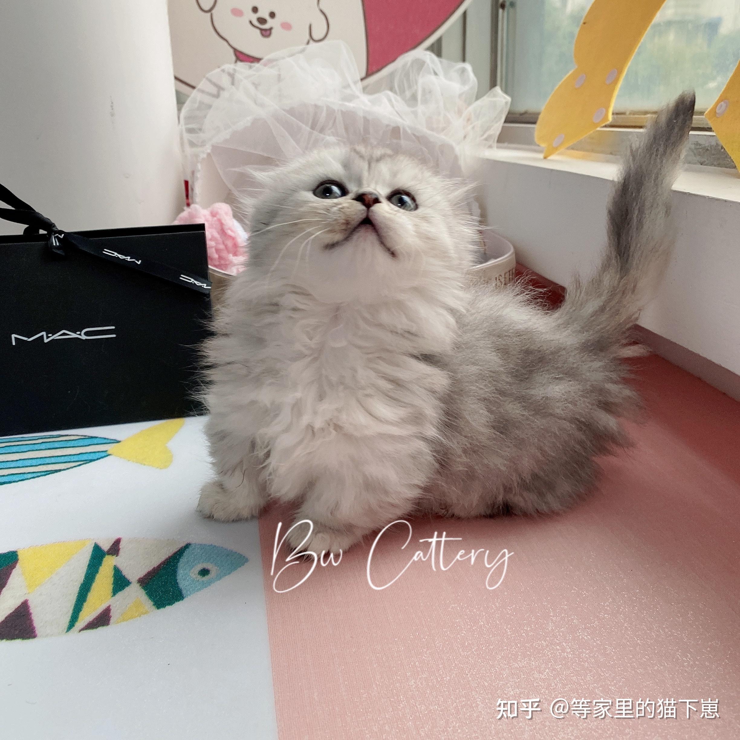 一直犹豫是买长毛渐层比较好还是买拿破仑矮脚猫比较好