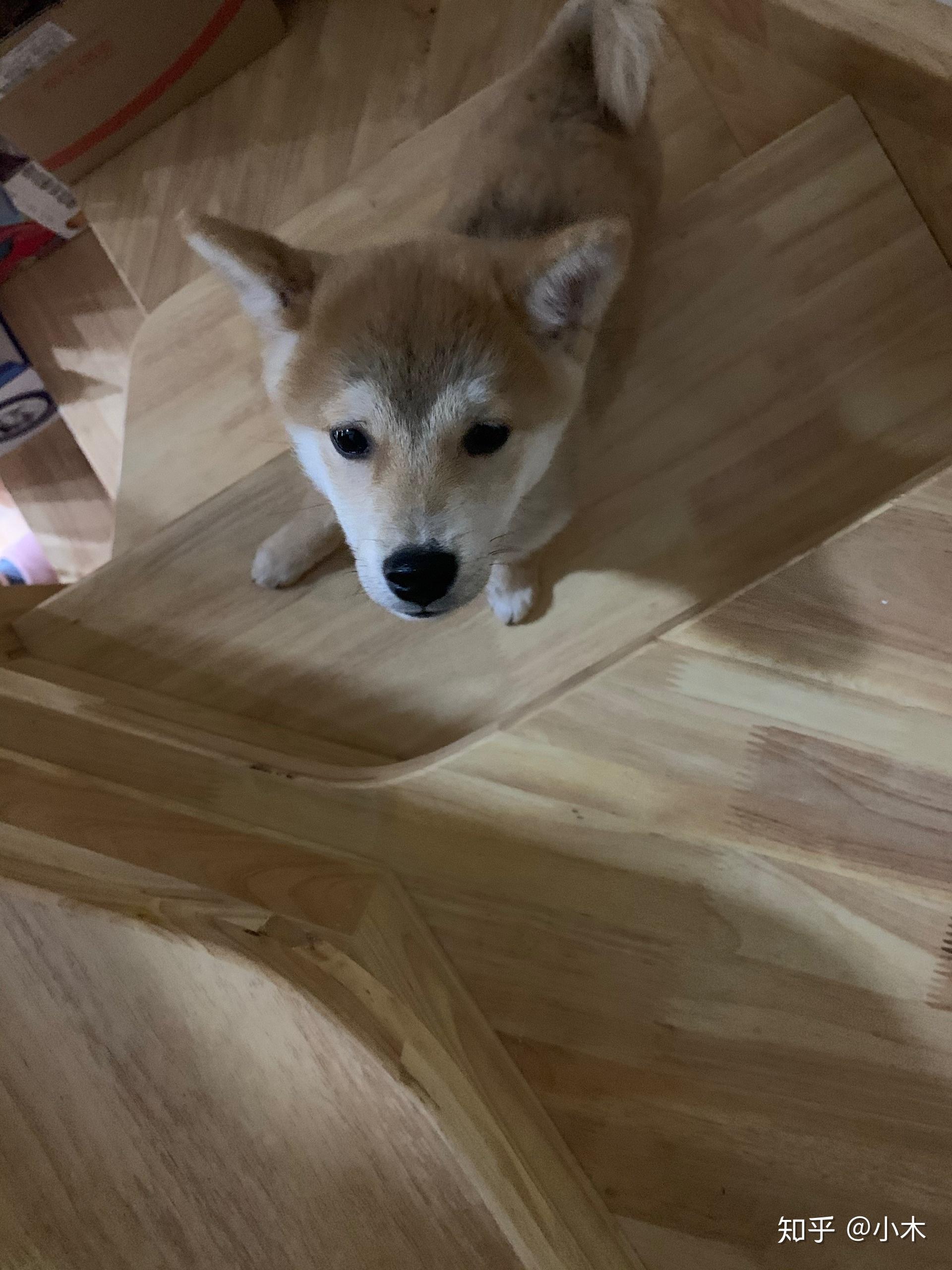 多少人的柴犬养着养着变成了狐狸