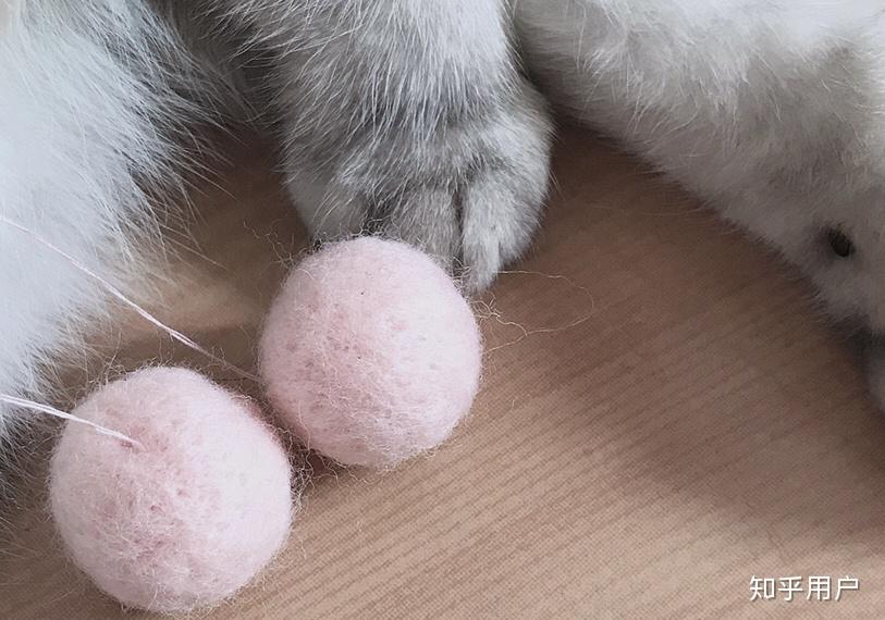 猫养多久才能下蛋