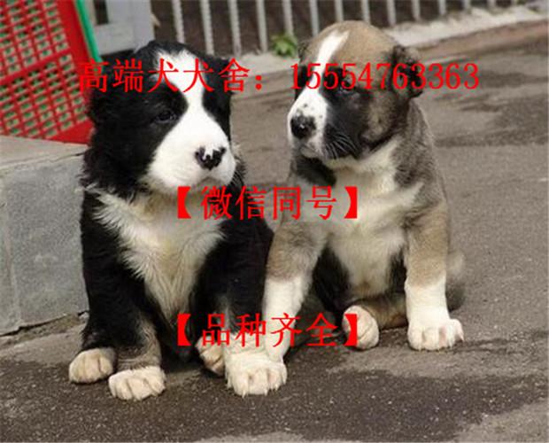 2021年纯种中亚牧羊犬幼犬价格多少钱一只