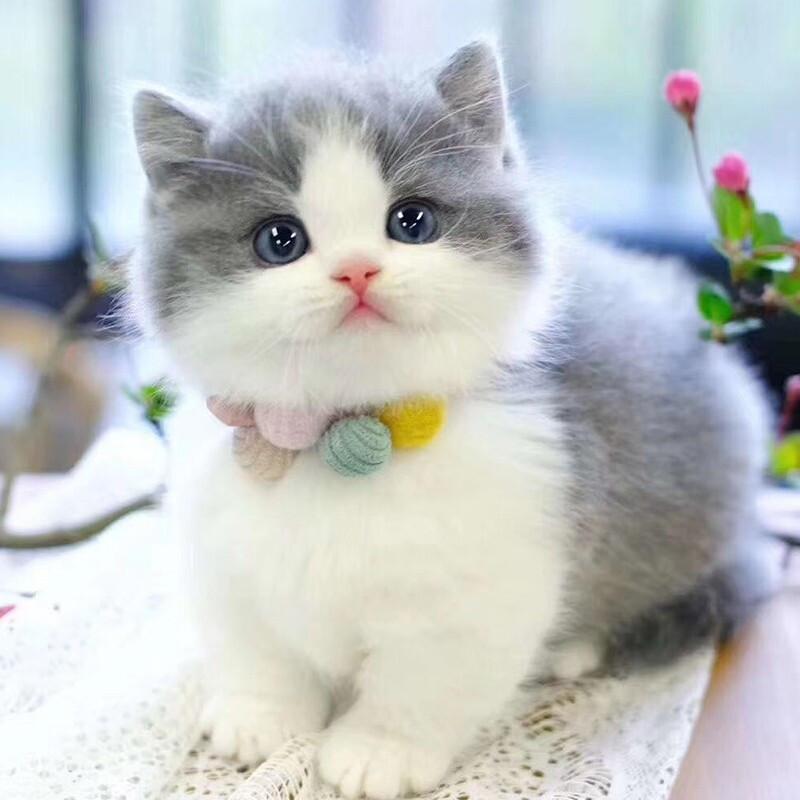如何辨别猫咪的品种