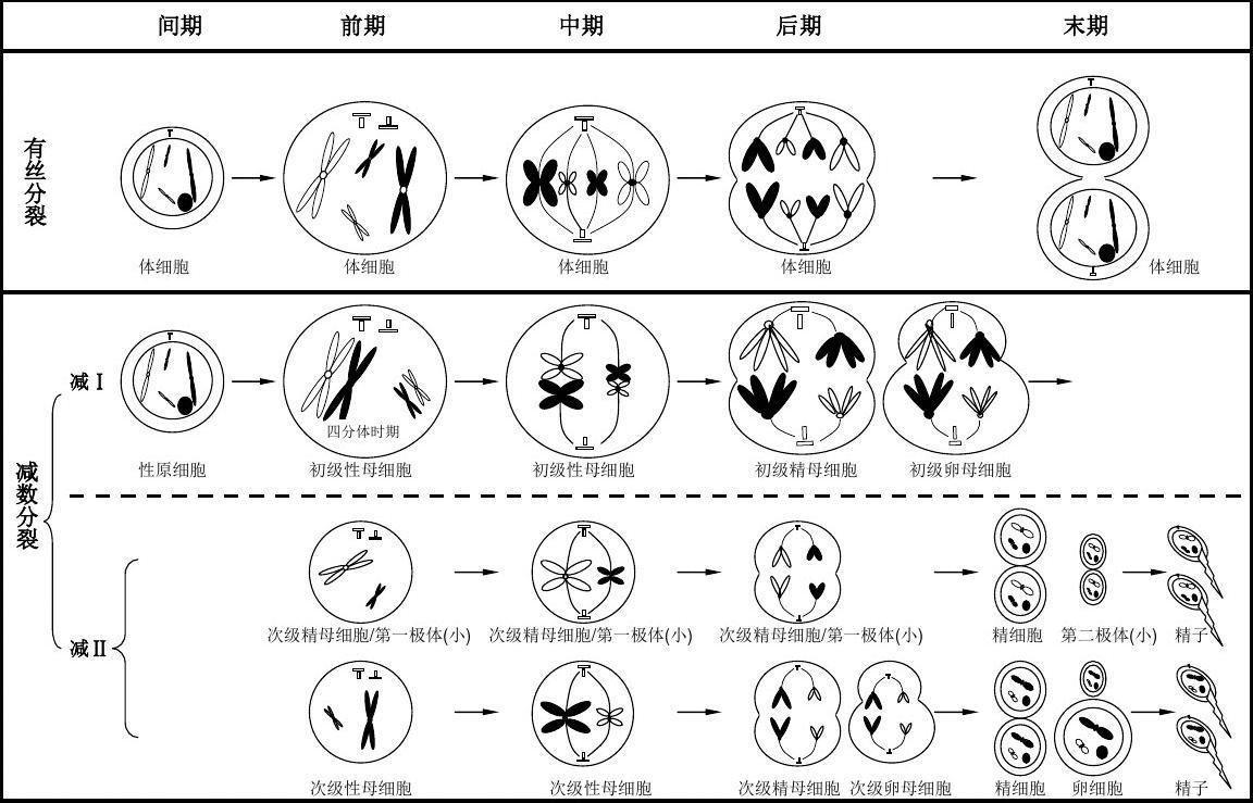 减数分裂