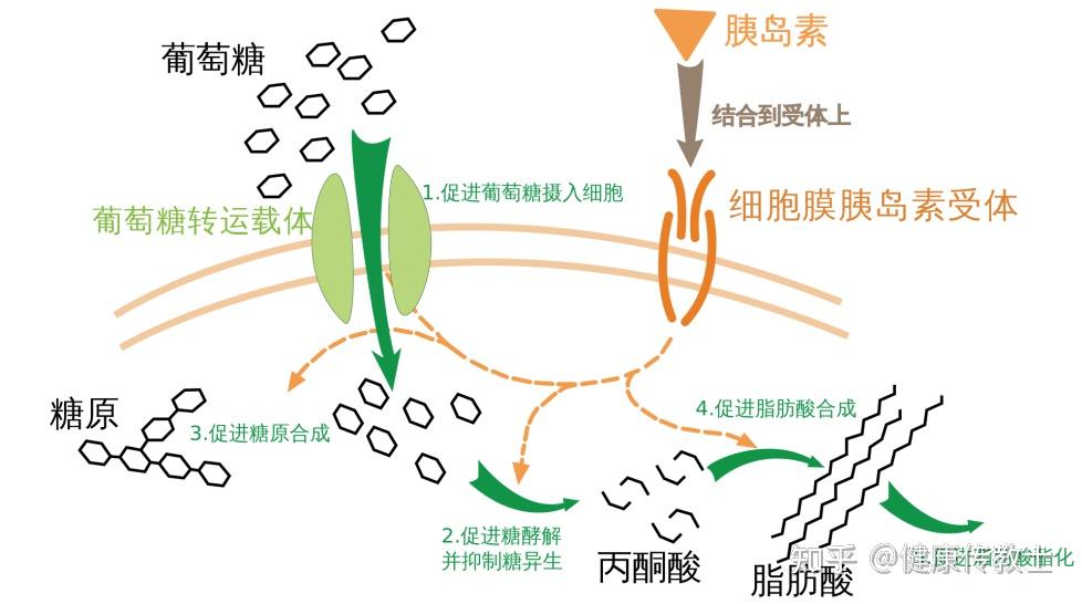 胰岛素对糖尿病人有什么副作用