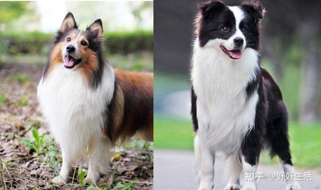 边境牧羊犬与喜乐蒂还有苏格兰牧羊犬究竟哪个最聪明