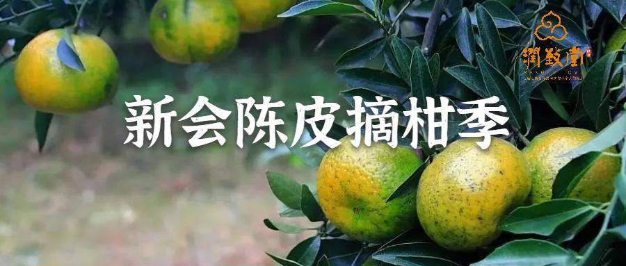 新会陈皮——柑果采摘季开锣了,您准备收藏吗