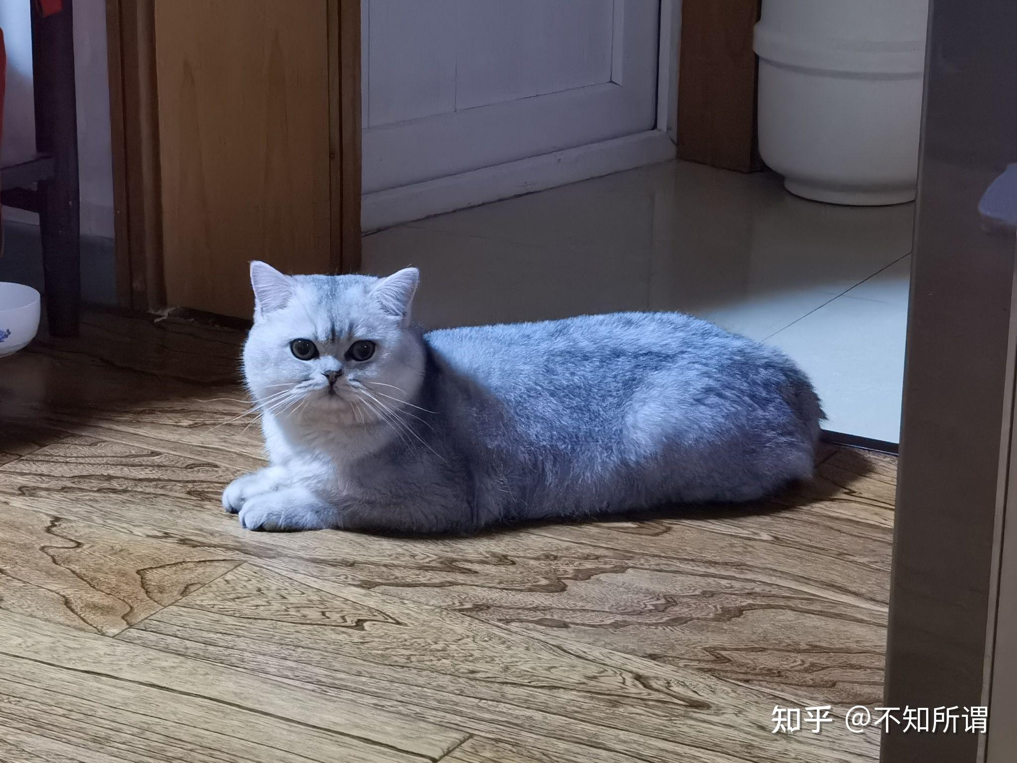 蓝猫和银渐层能配出什么样的小猫 知乎