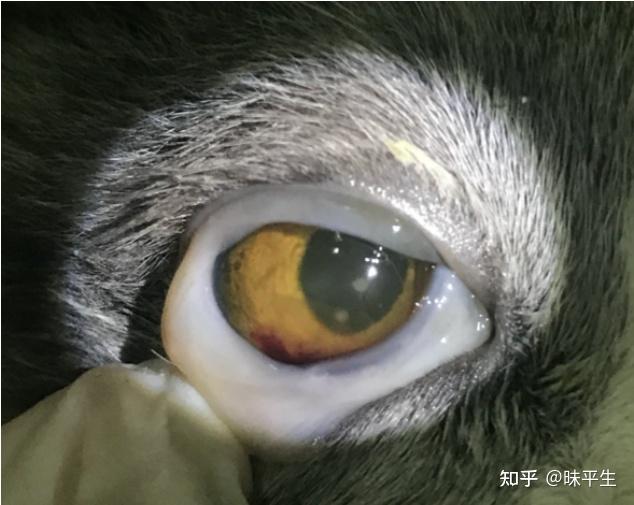 猫得了fip传染性腹膜炎真的是无药可医了么大家是否有一些成功救治的