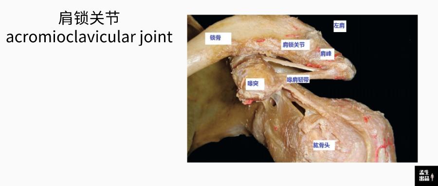 肩关节肌骨解剖学肩关节基石肩锁关节运动与调整思路