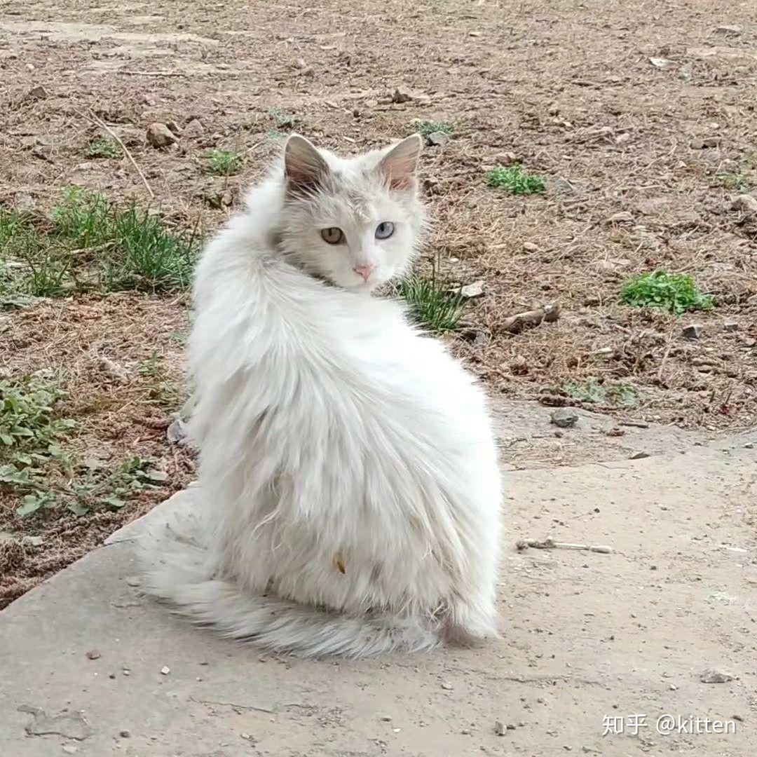 临清鸳鸯眼狮子猫还有吗