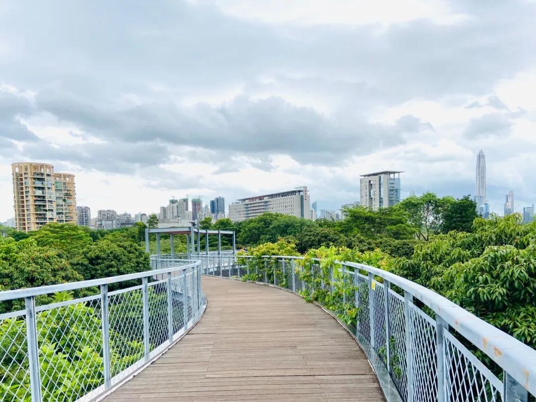 深圳最美公园香蜜公园市中心顶级观光栈道周末节假日值得一去