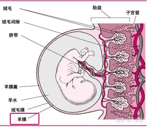 胎儿的羊膜是什么来的