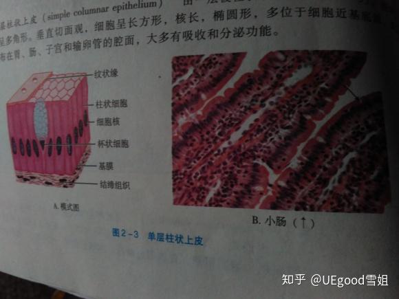 组胚红蓝铅笔实验图的单层扁平上皮和假复层纤毛柱状上皮怎么画呀