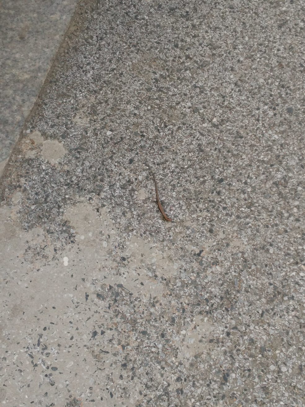 上次在微博看到一条只有四只很小的脚的蛇请问是什么物种