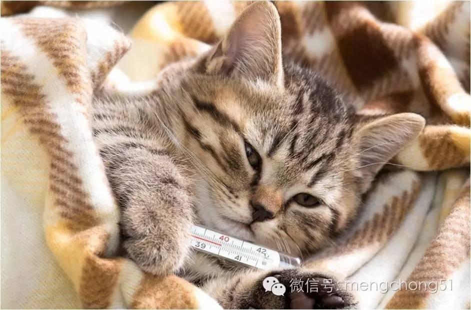 猫咪两个月大这几天眼泪异常多,偶尔打喷嚏,这是感冒了吗?