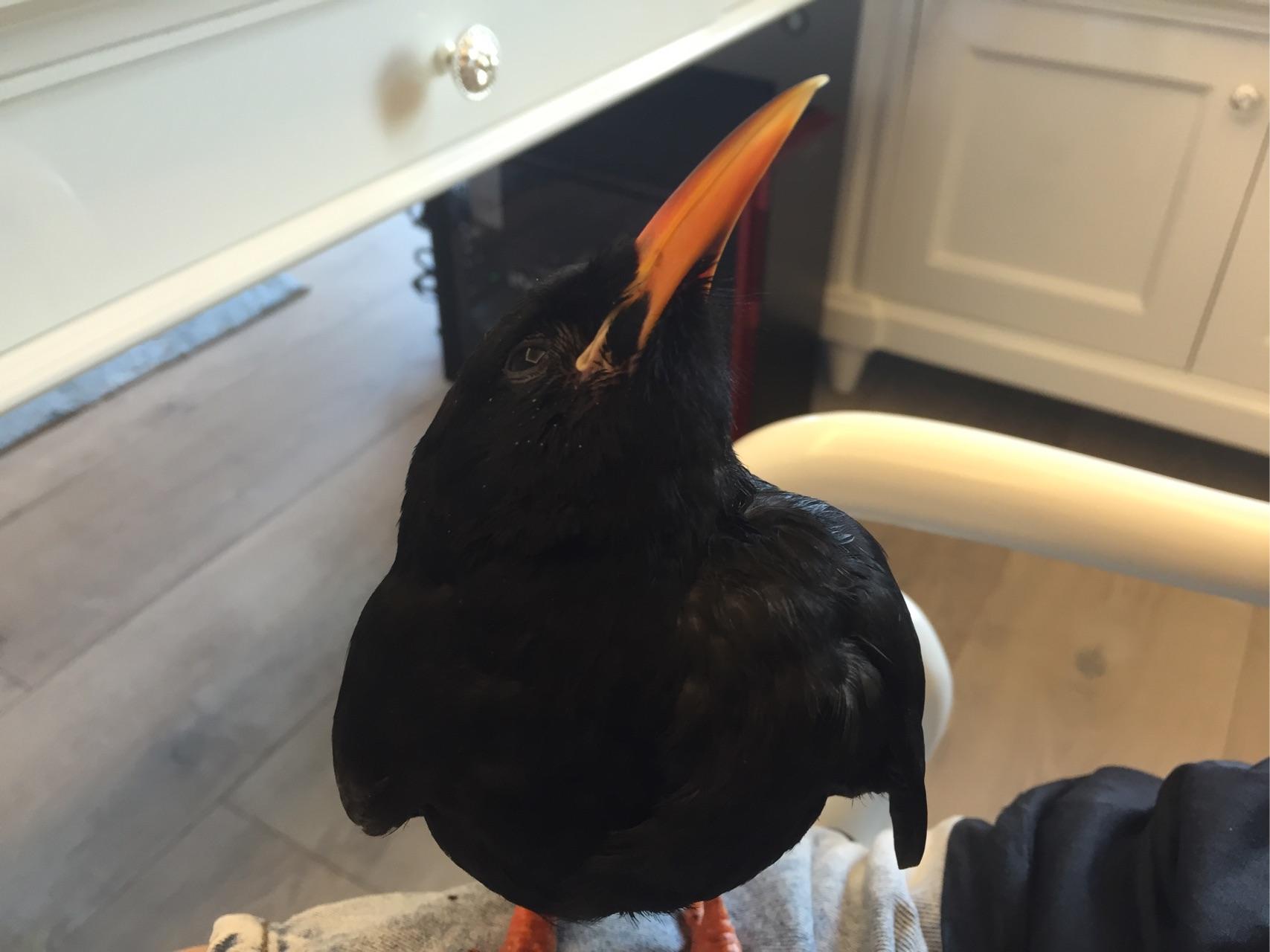 如何养一只宠物乌鸦? - 知乎