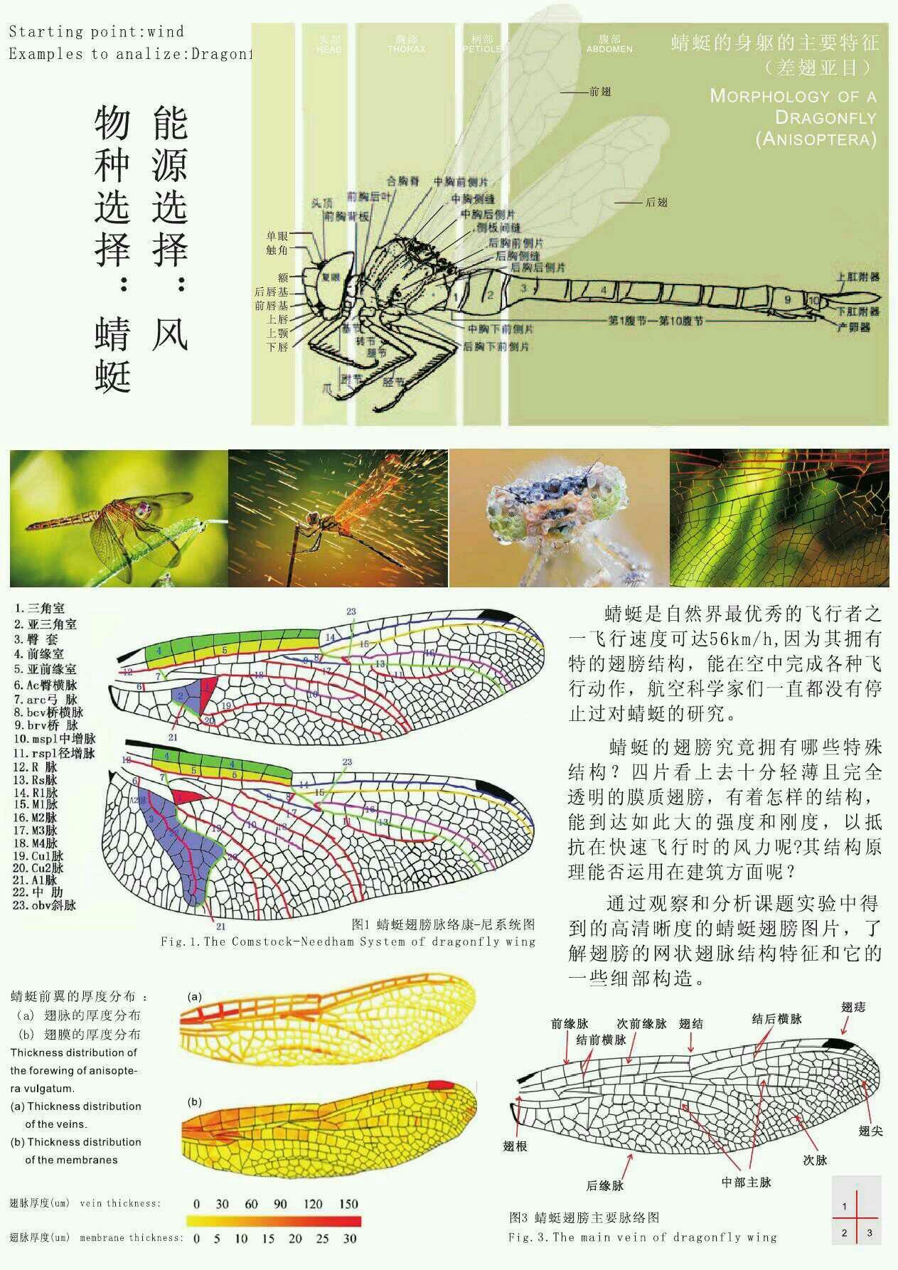 蜻蜓翅膀上的红色斑块是什么结构呢?又有何作用呢? - 知乎