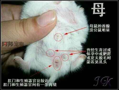 仓鼠如何分辨公母?