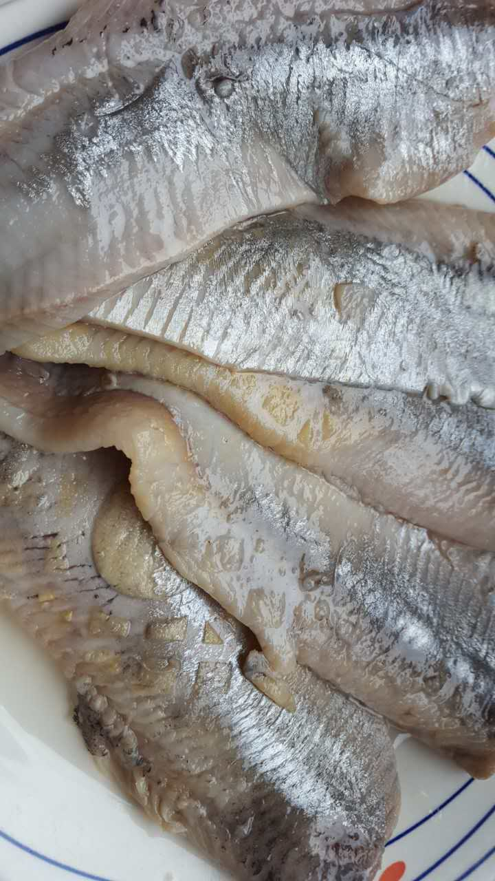 鲱鱼是一种什么样的鱼