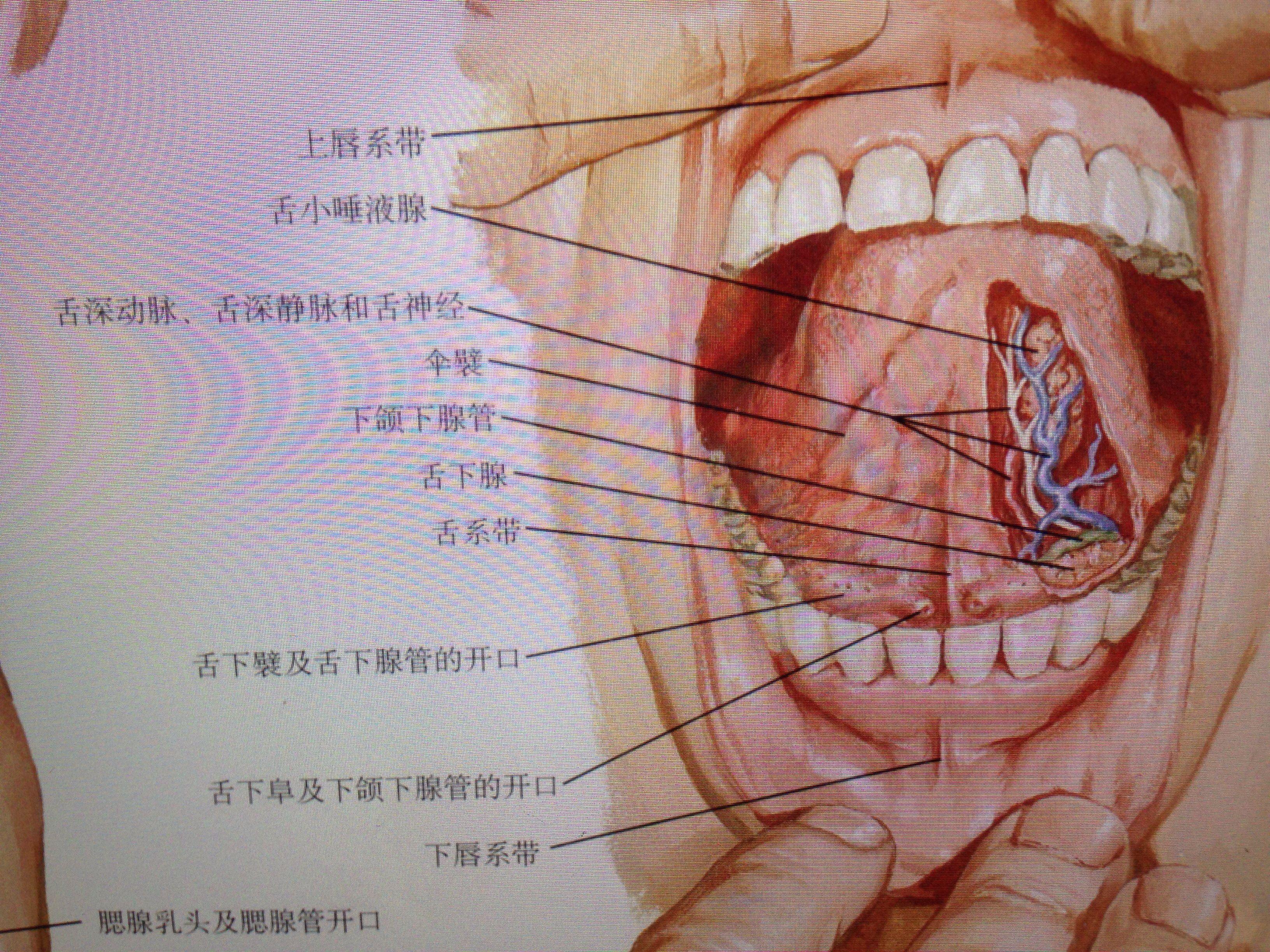 腮腺导管口位置图片
